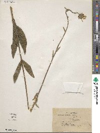 Silphium radula image