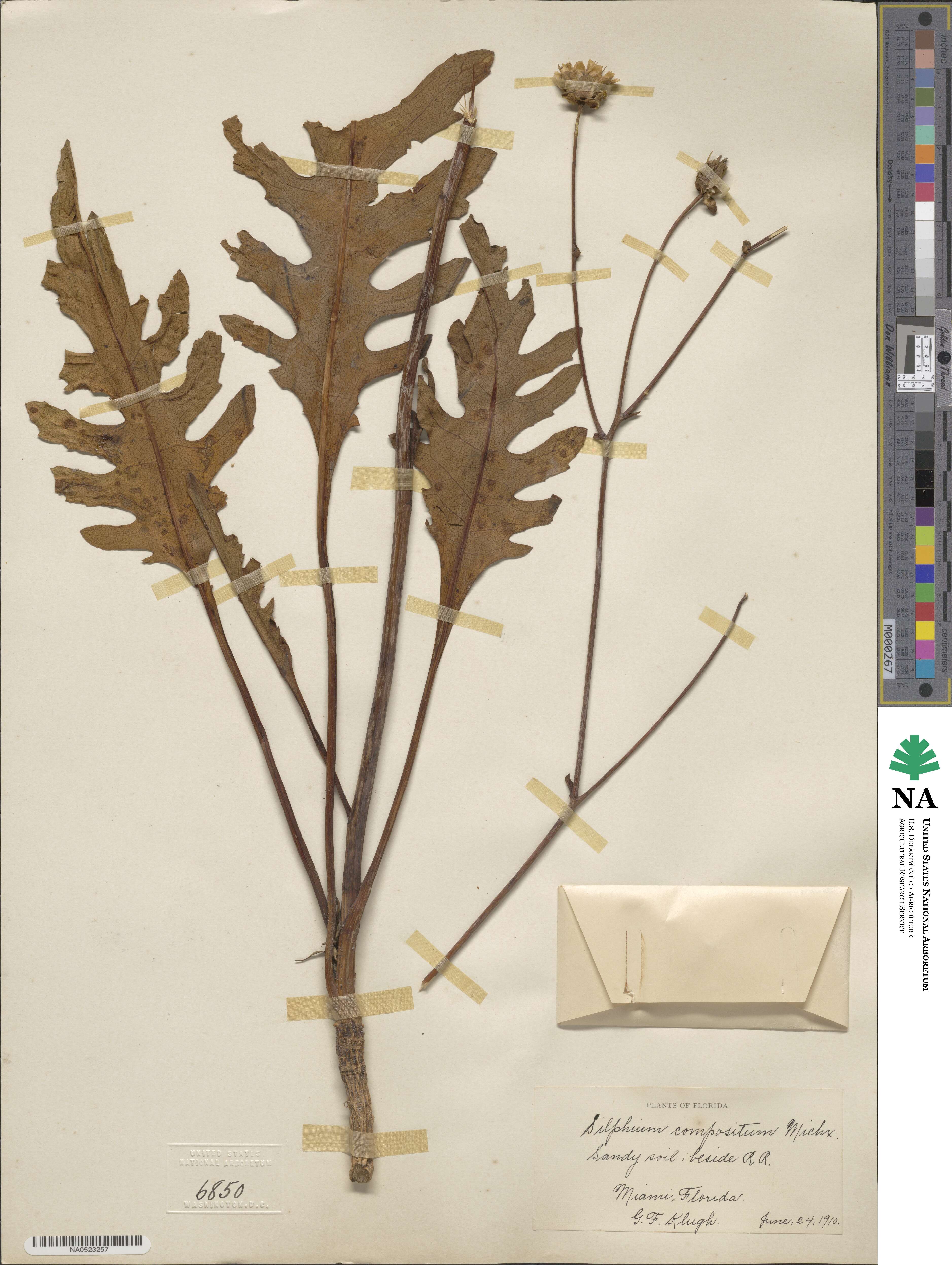 Silphium compositum image