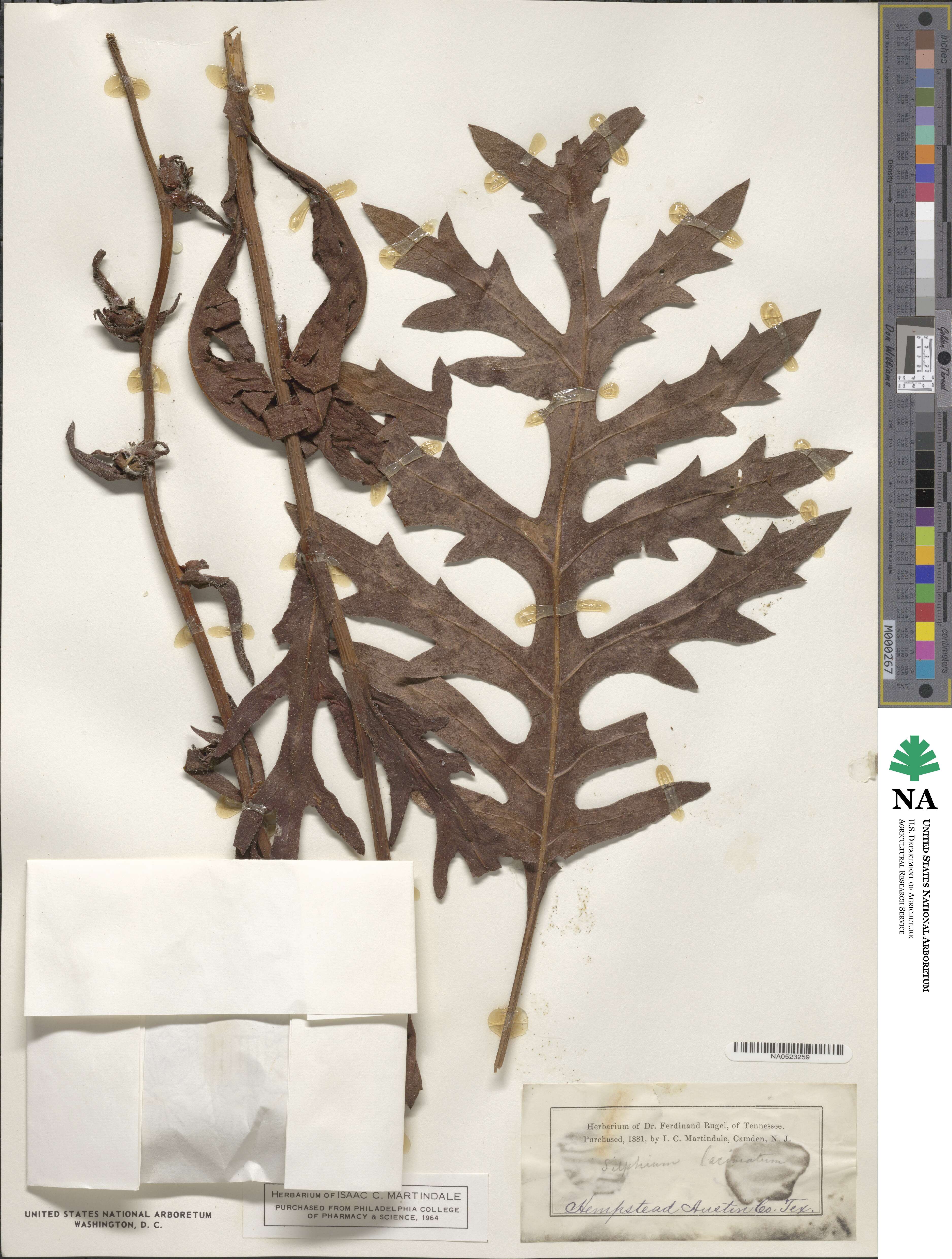 Silphium image