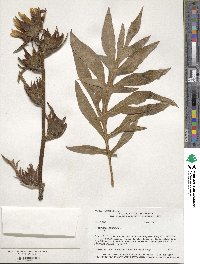 Silphium laciniatum image