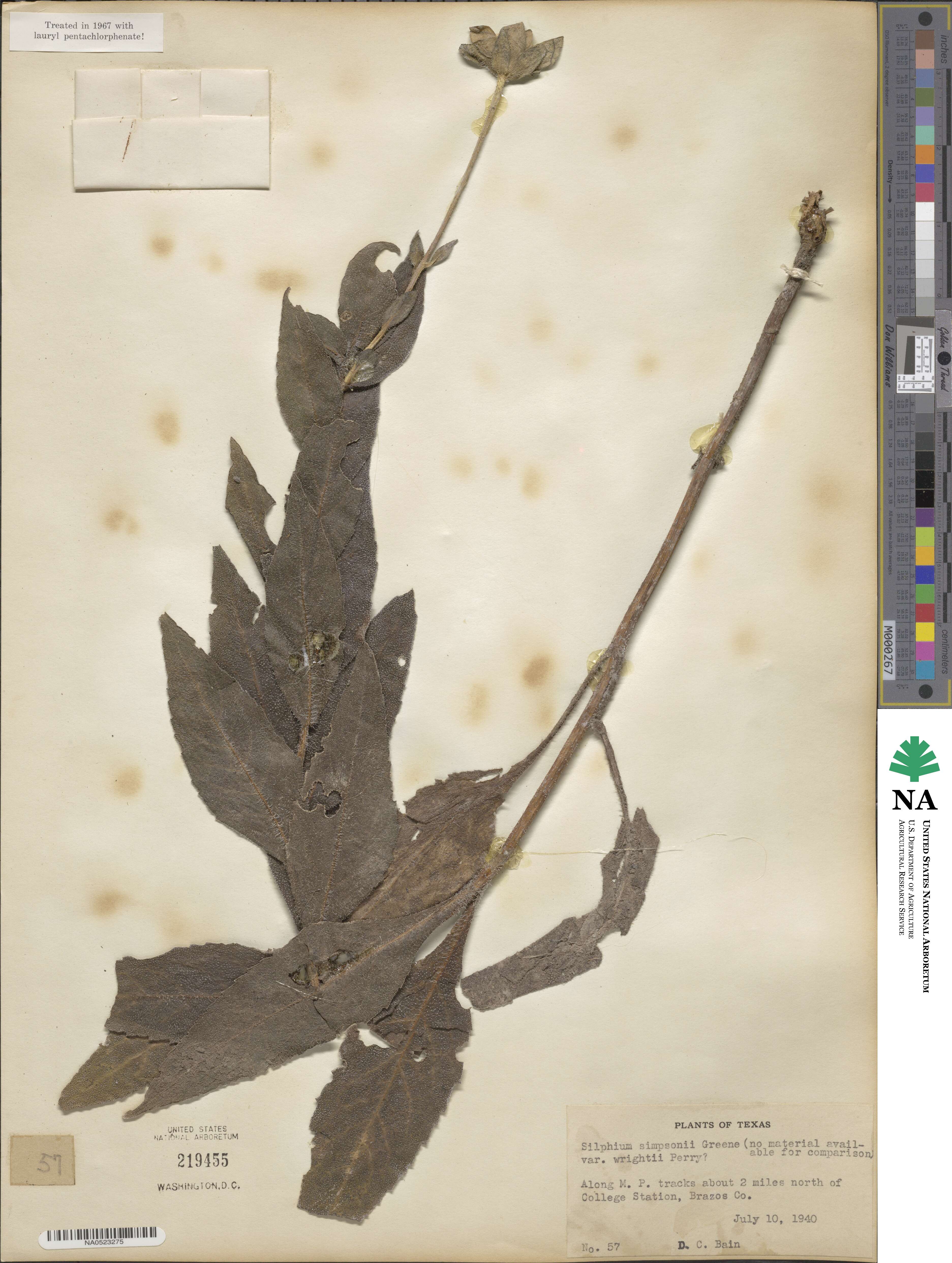 Silphium integrifolium var. wrightii image