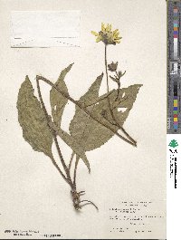 Silphium integrifolium image