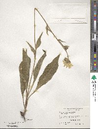 Silphium integrifolium image