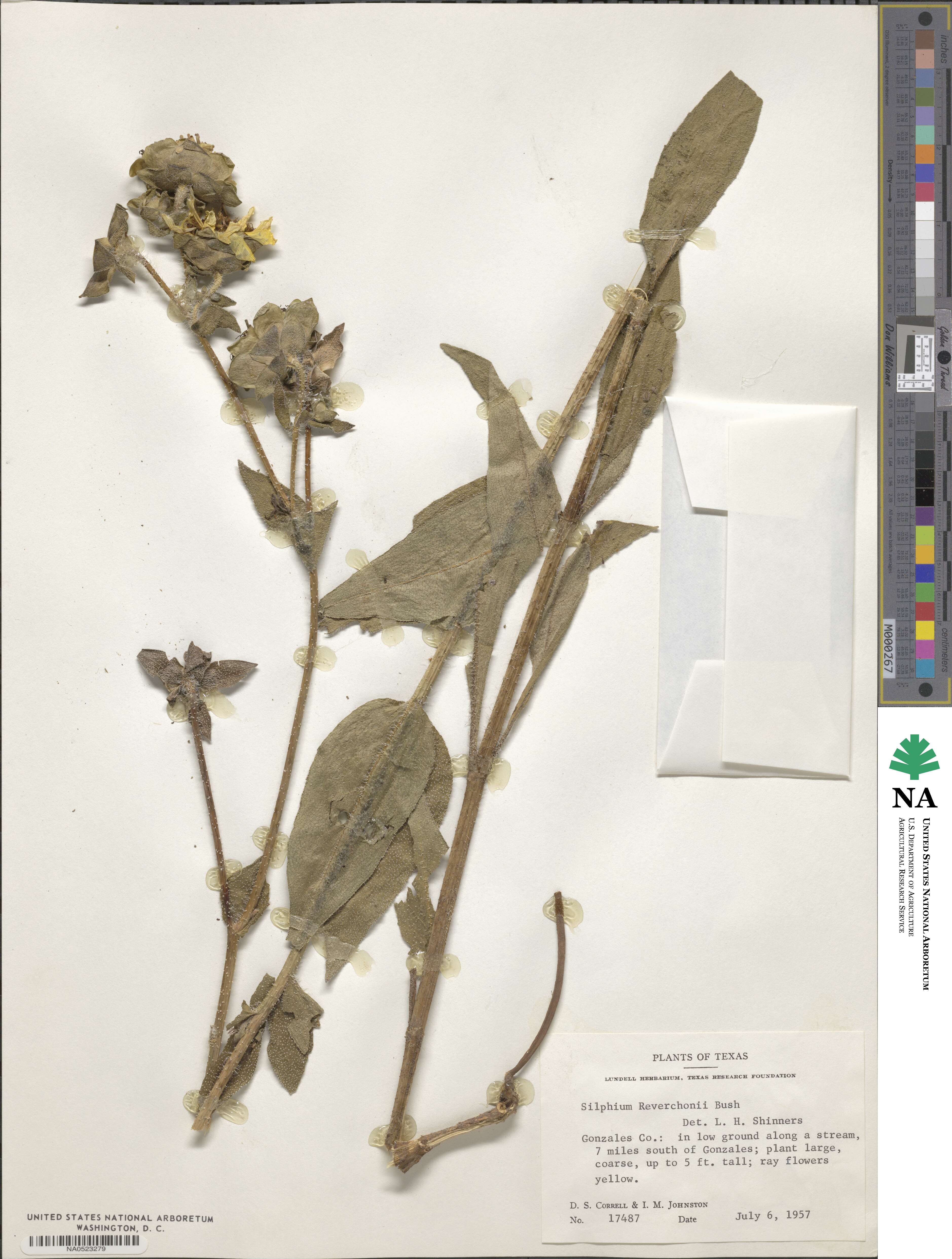 Silphium radula image