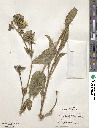 Silphium radula image