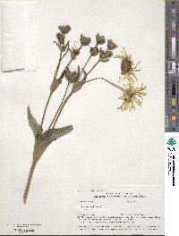 Silphium perfoliatum image