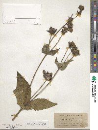 Silphium perfoliatum image