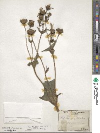 Silphium perfoliatum image