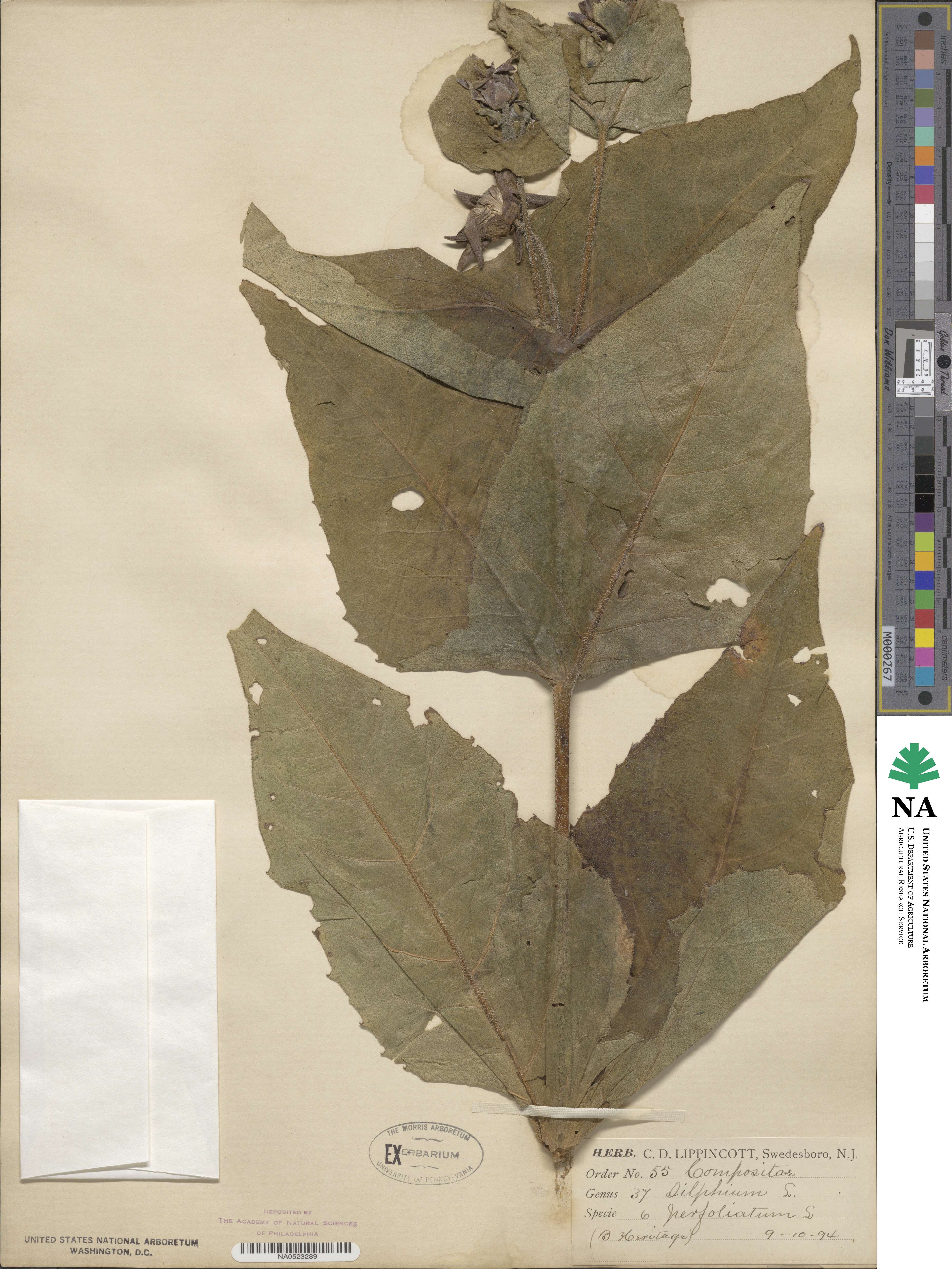Silphium perfoliatum image
