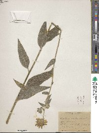 Image of Silphium mohrii