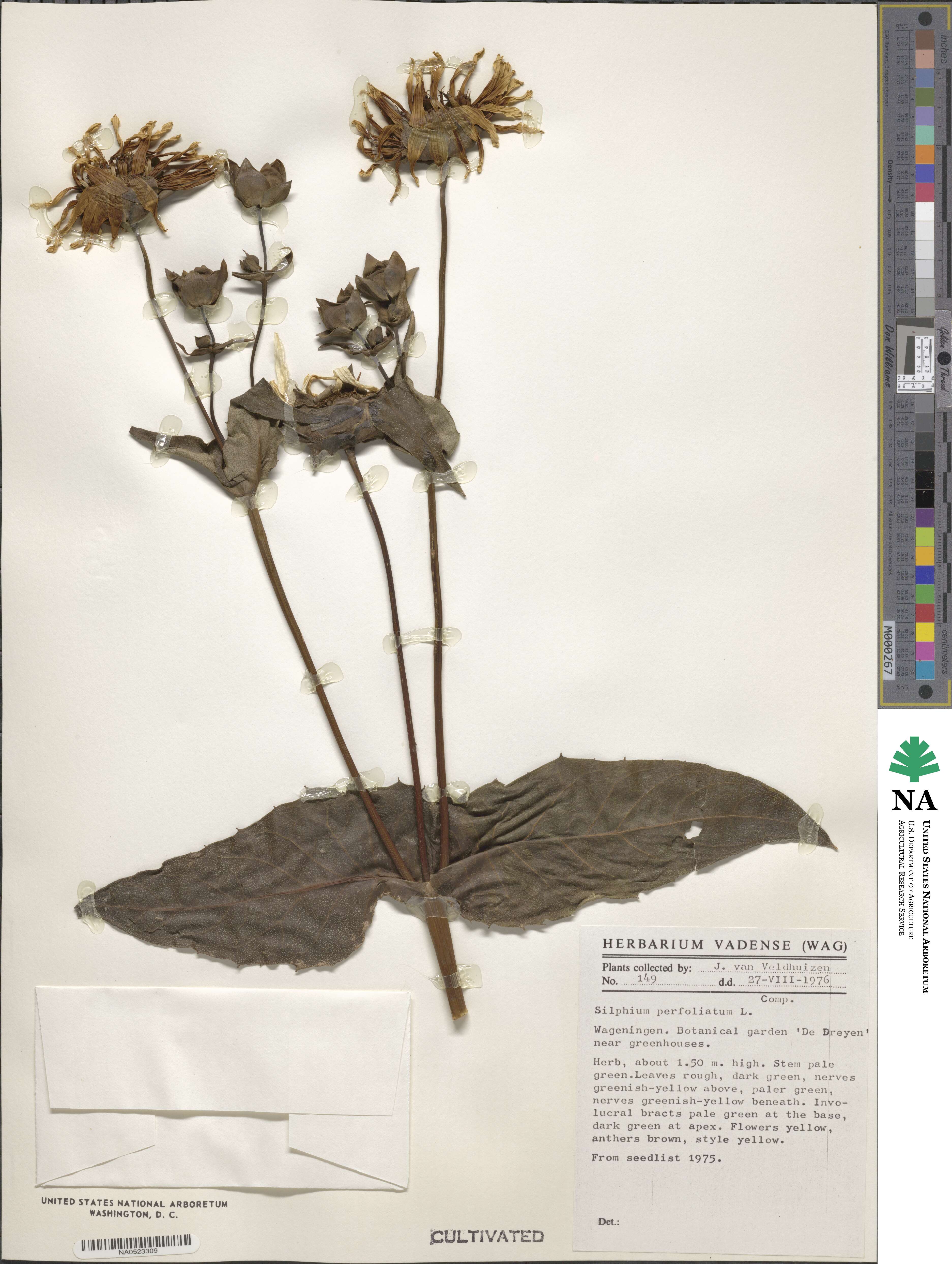 Silphium perfoliatum image