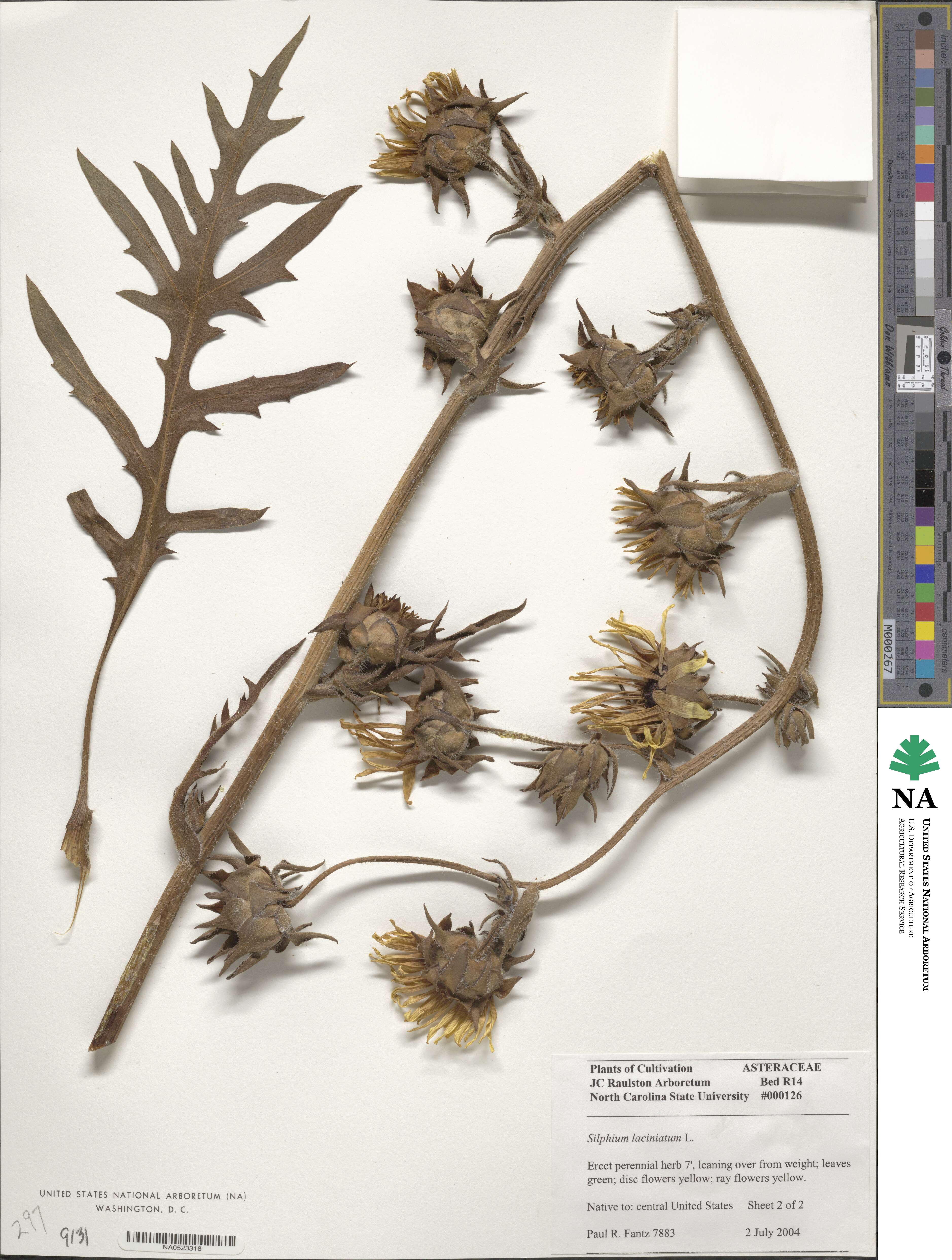 Silphium laciniatum image