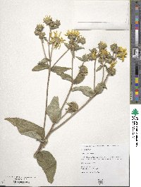 Silphium asteriscus image