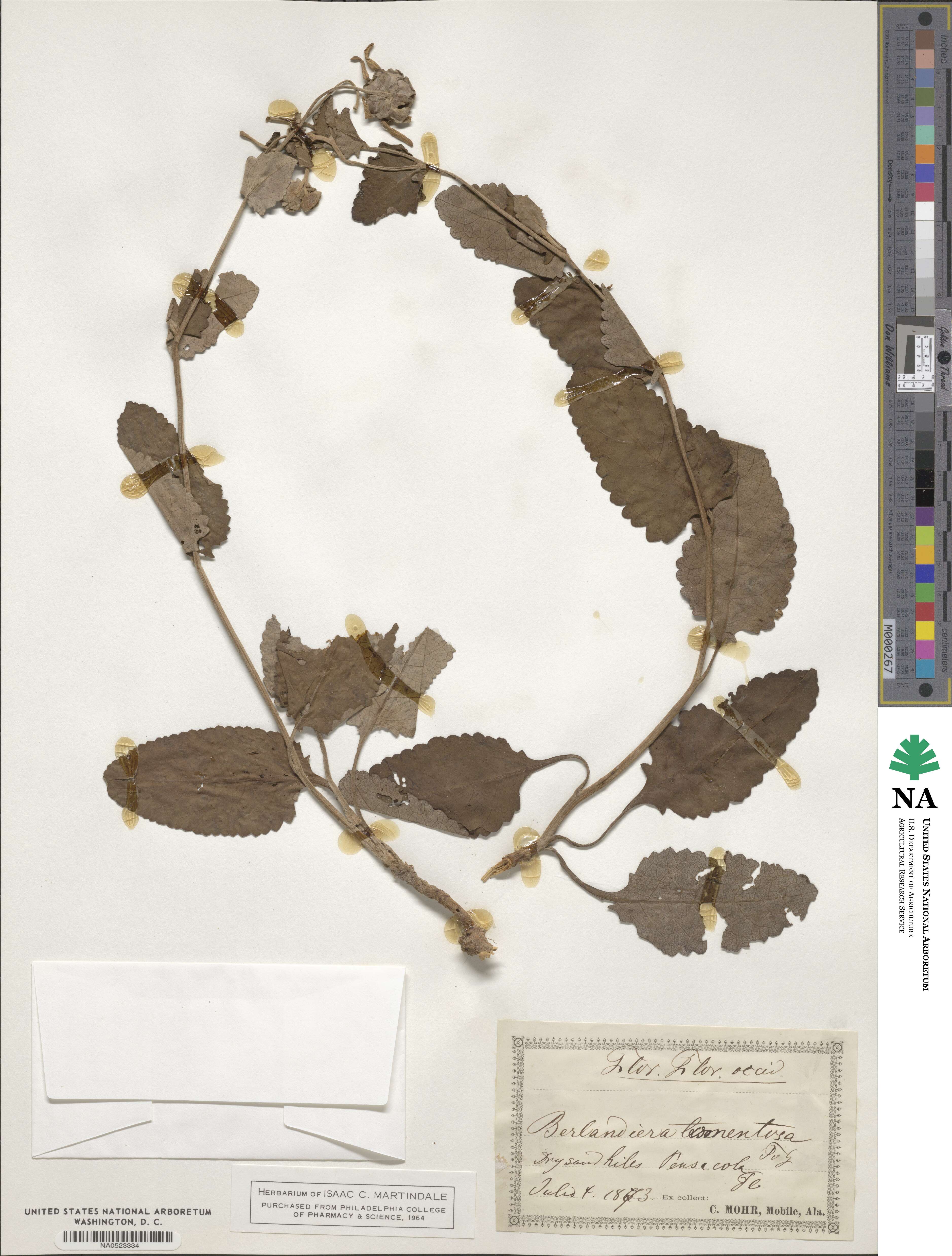 Berlandiera pumila image