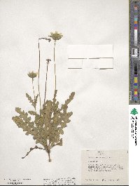 Berlandiera subacaulis image