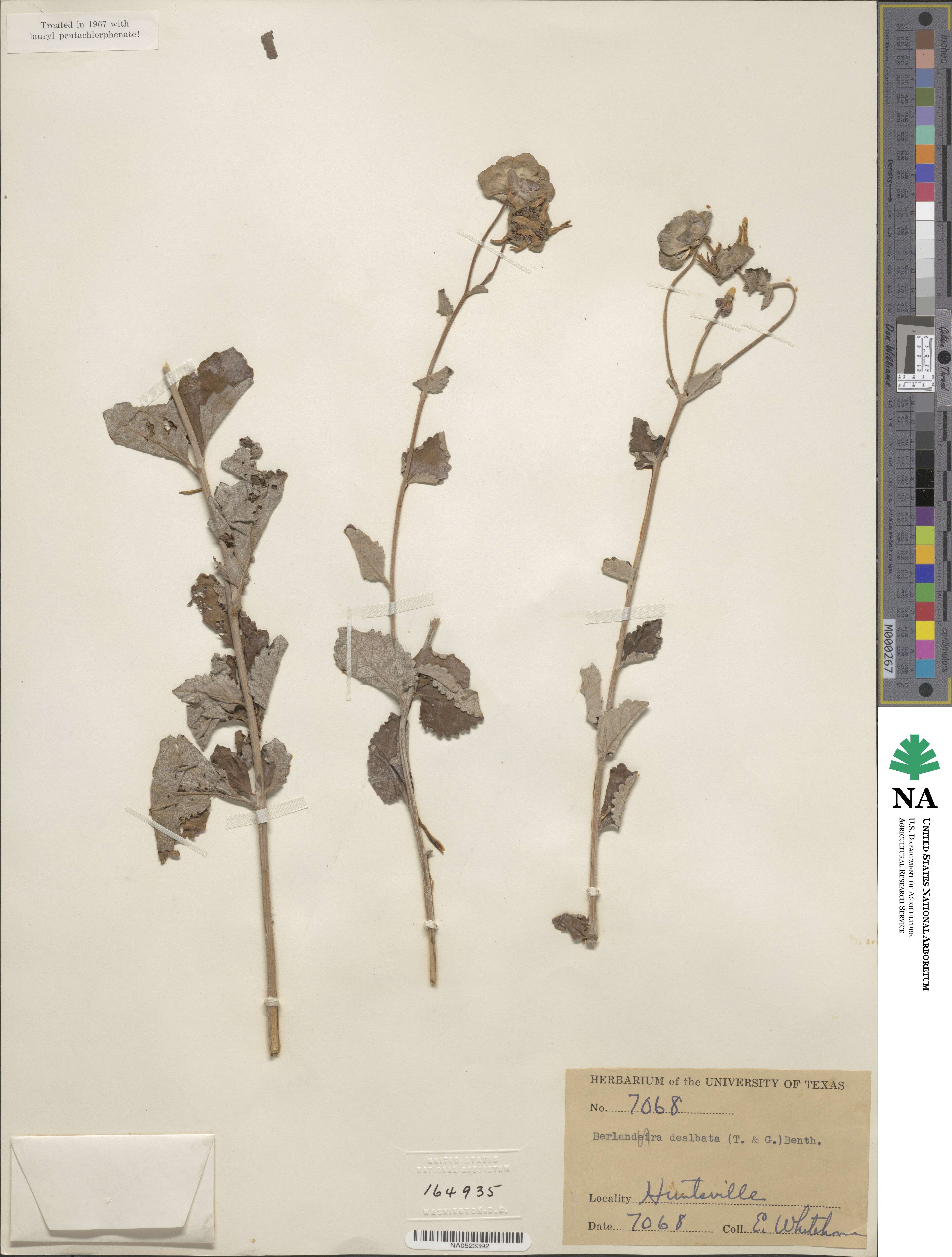 Berlandiera pumila image