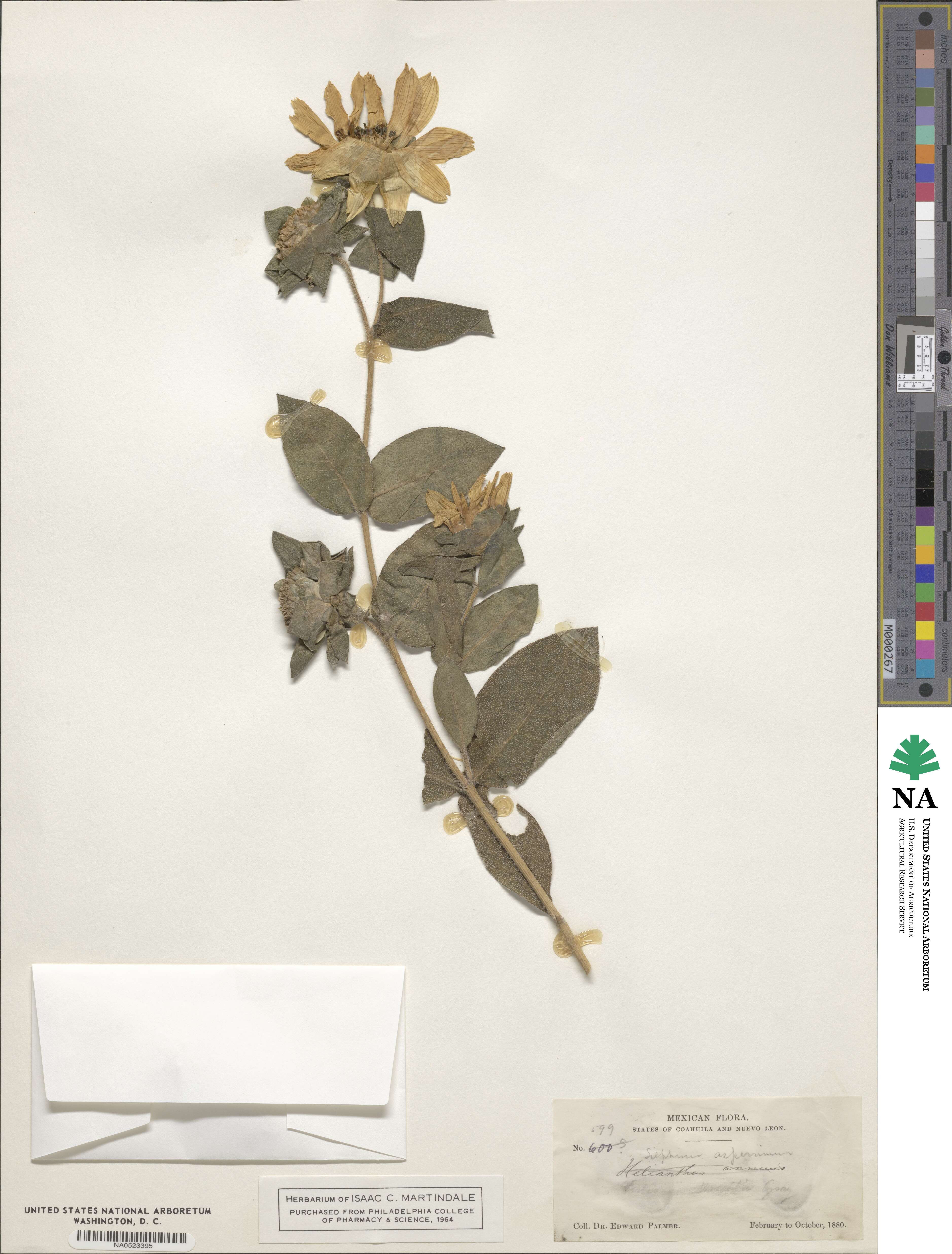 Silphium integrifolium var. asperrimum image