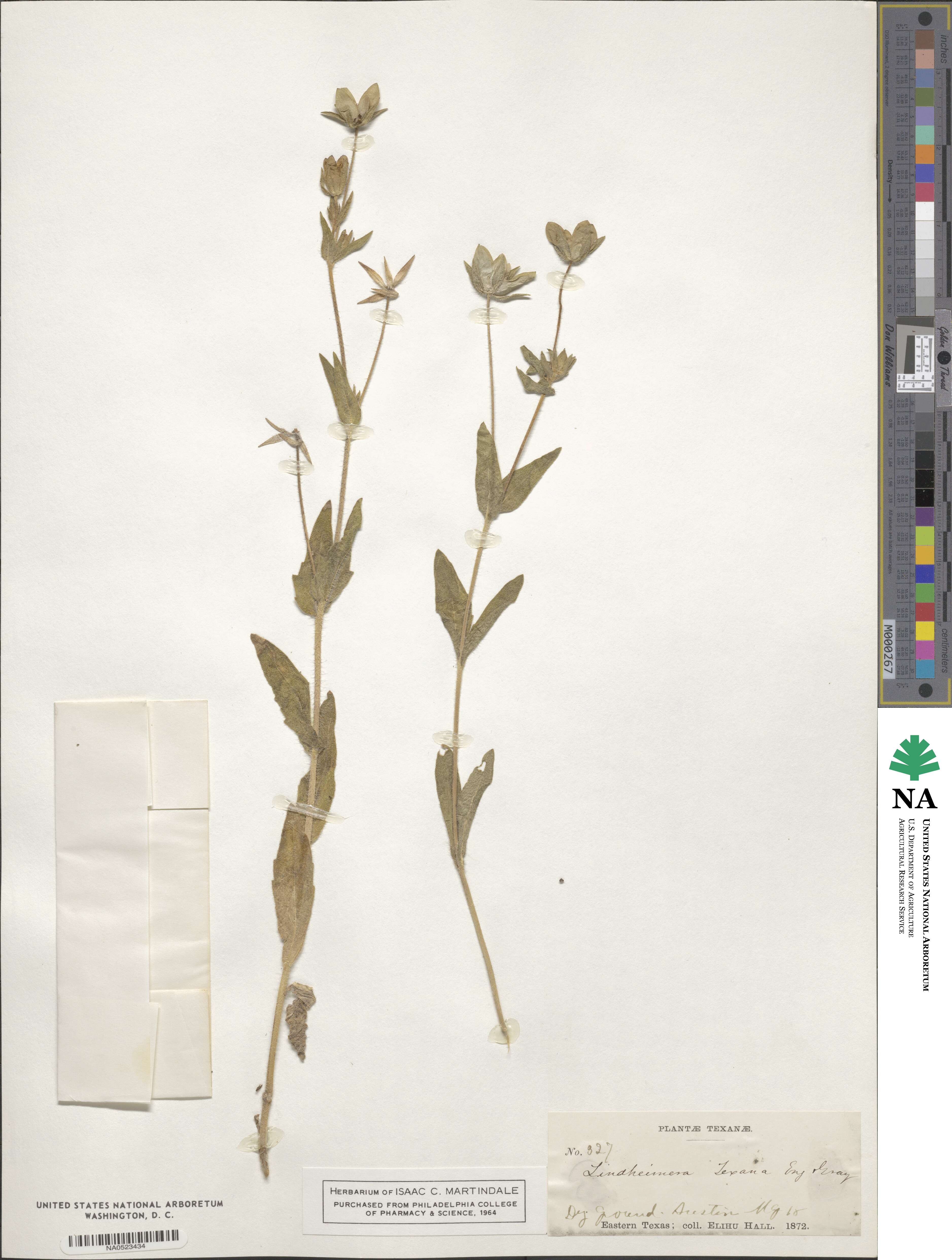 Lindheimera texana image
