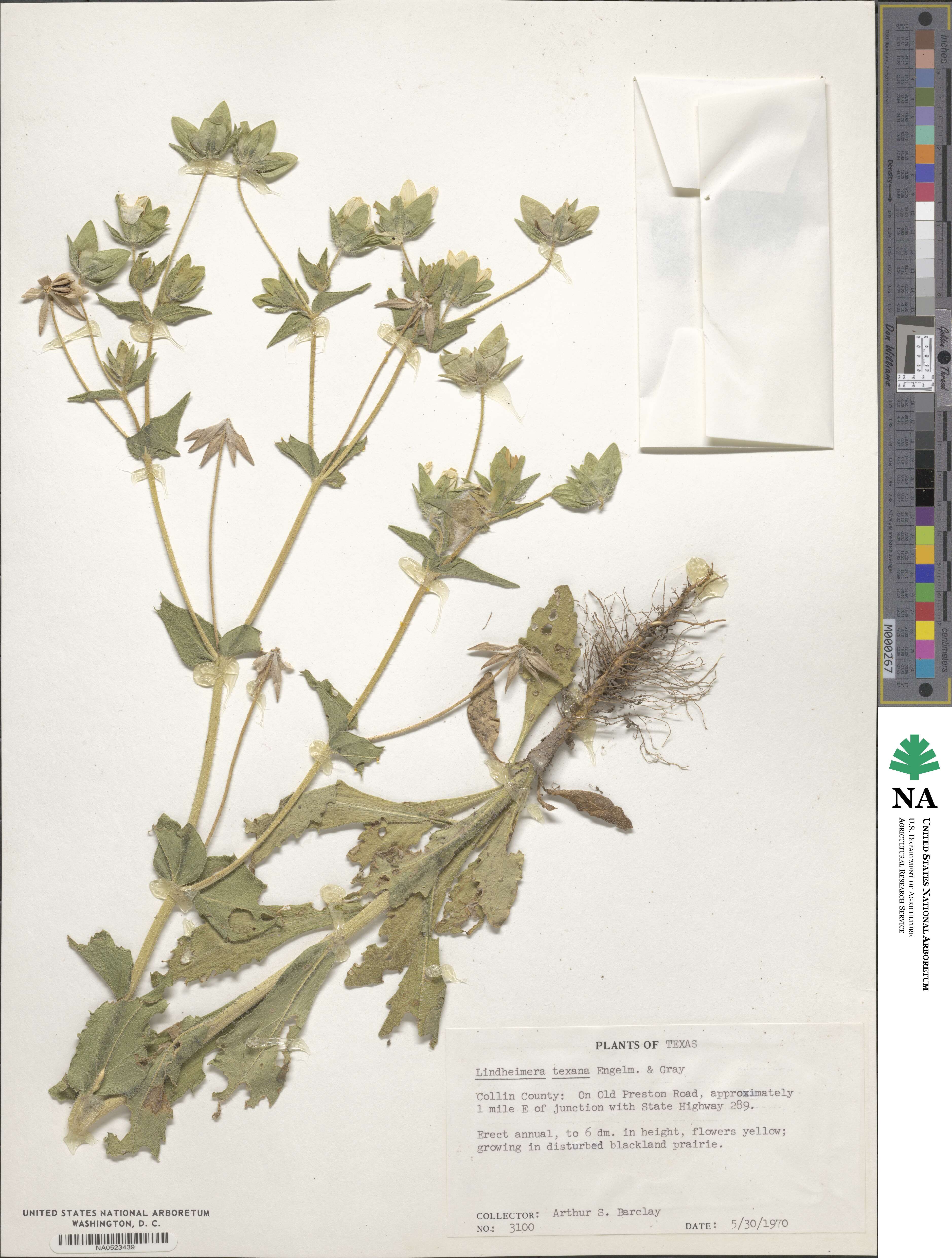 Lindheimera texana image