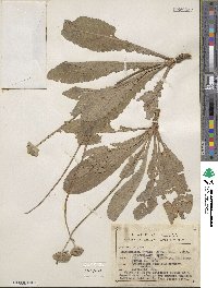 Berlandiera × macrophylla image