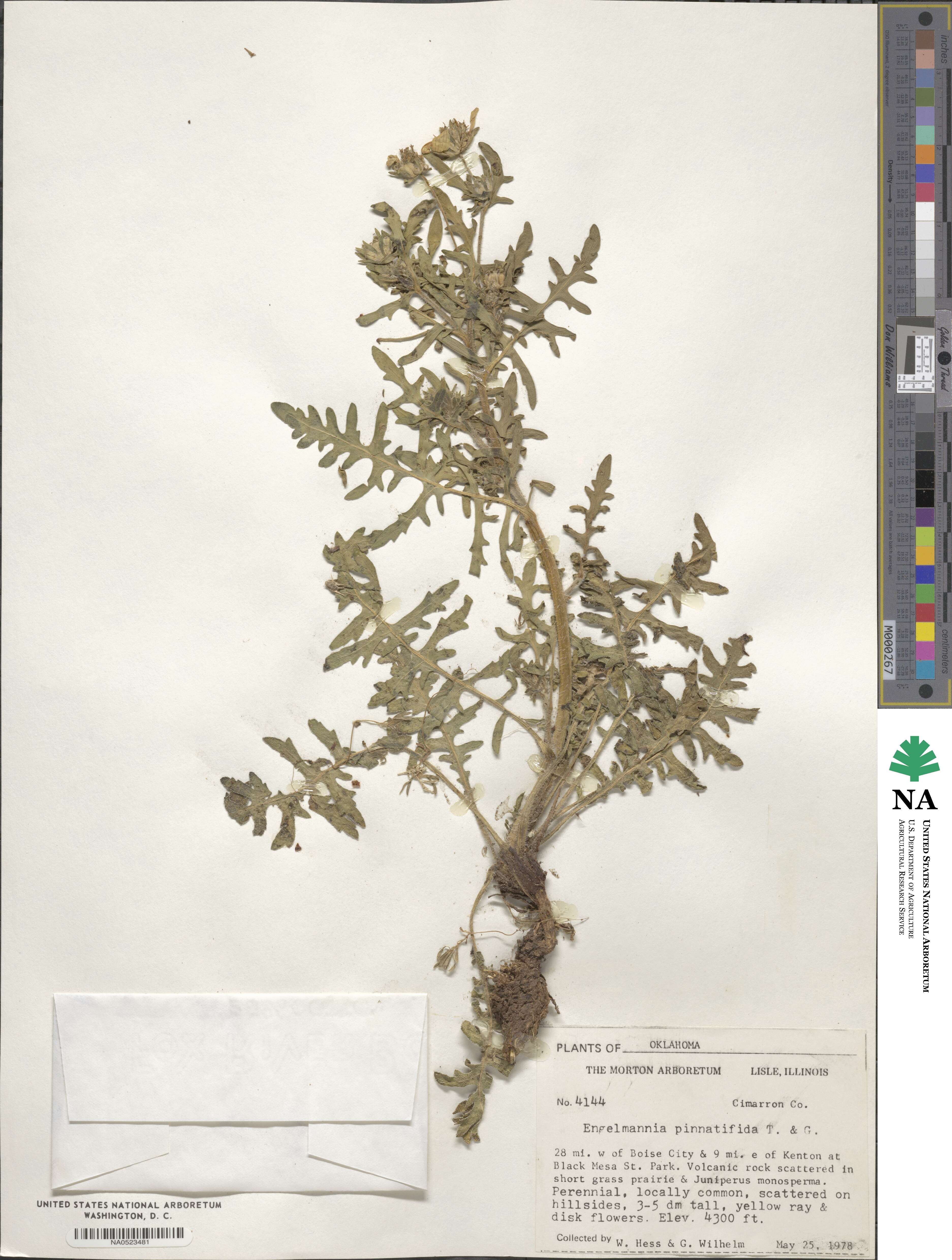 Engelmannia image