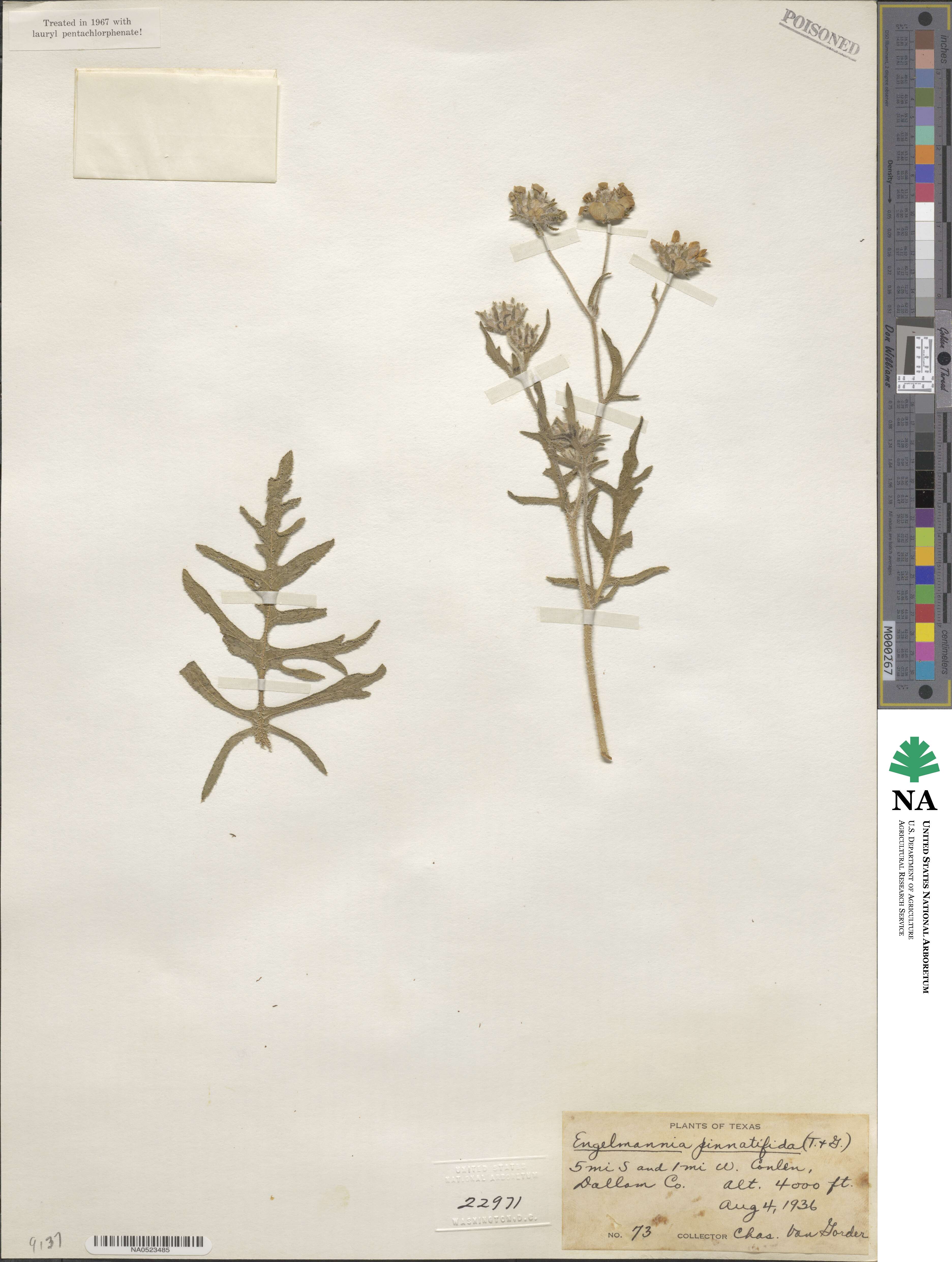 Engelmannia peristenia image