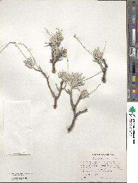 Parthenium argentatum image