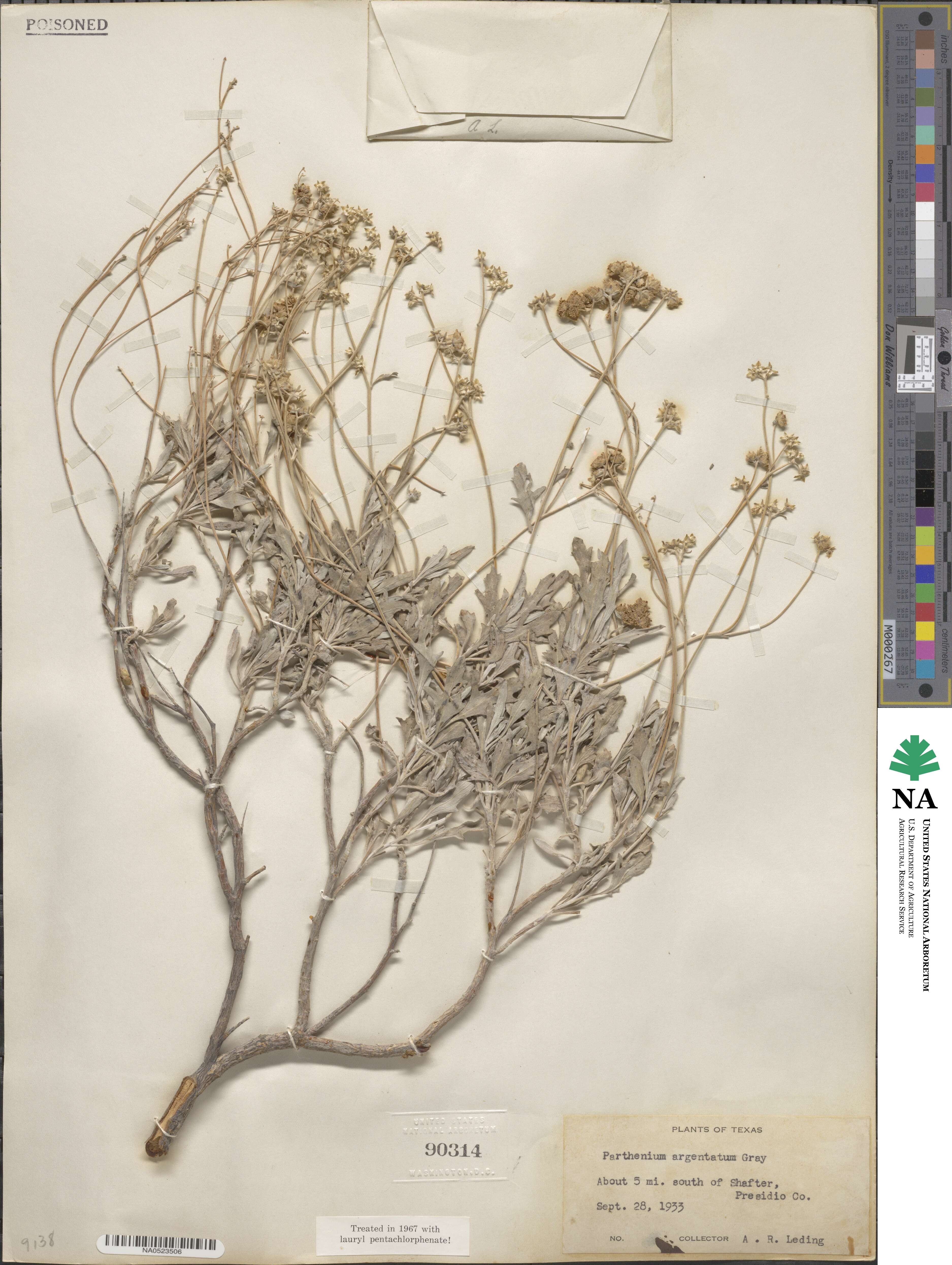 Parthenium argentatum image