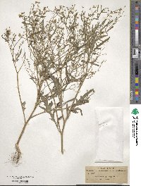 Parthenium hysterophorus image