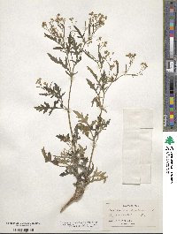 Parthenium hysterophorus image