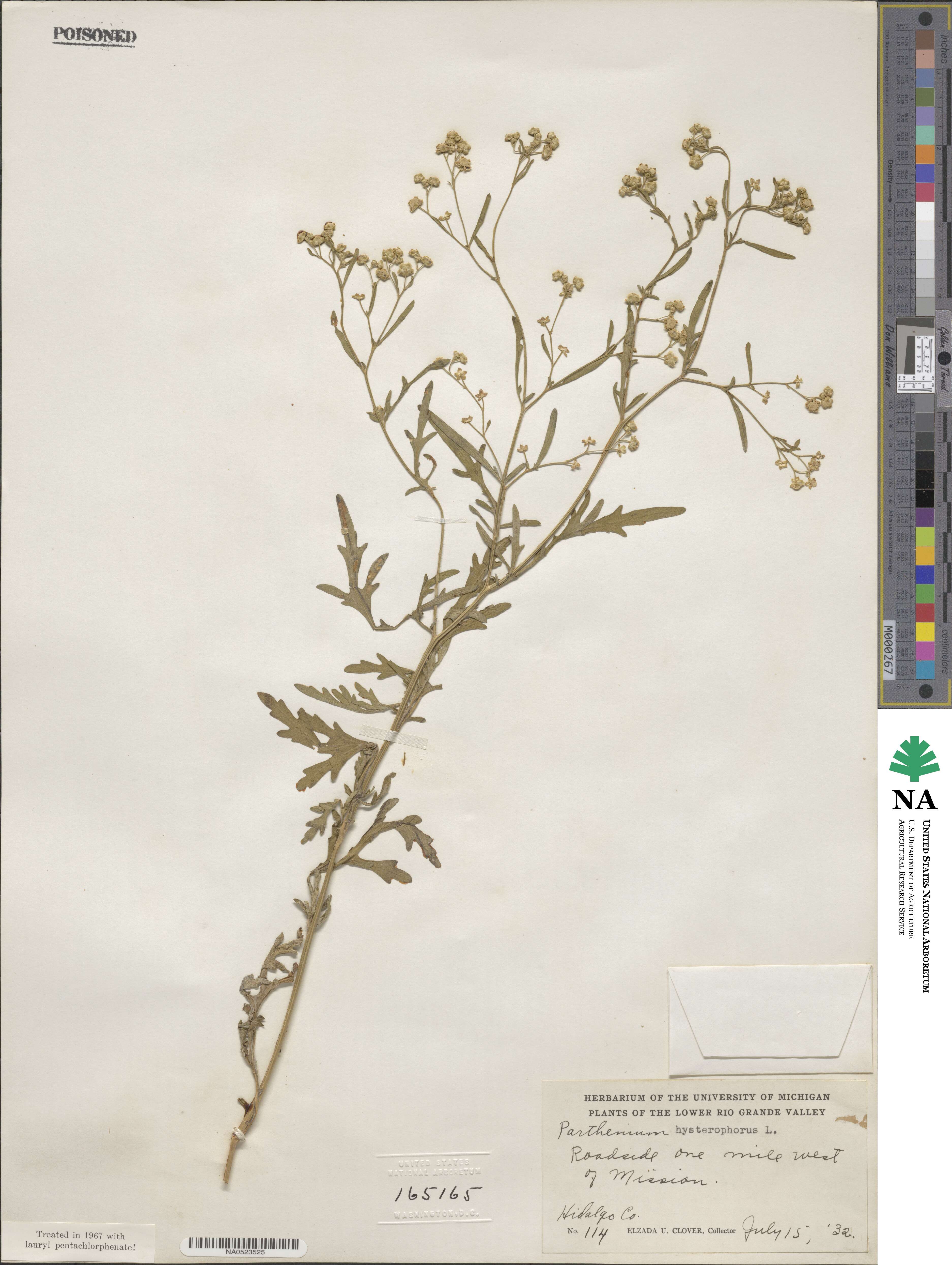 Parthenium hysterophorus image