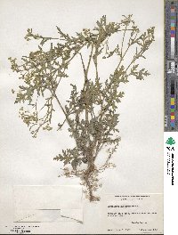 Parthenium hysterophorus image