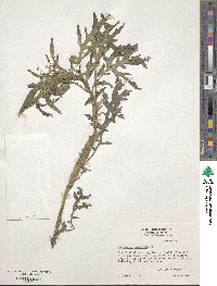 Parthenium confertum image