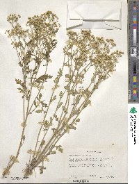 Parthenium confertum image