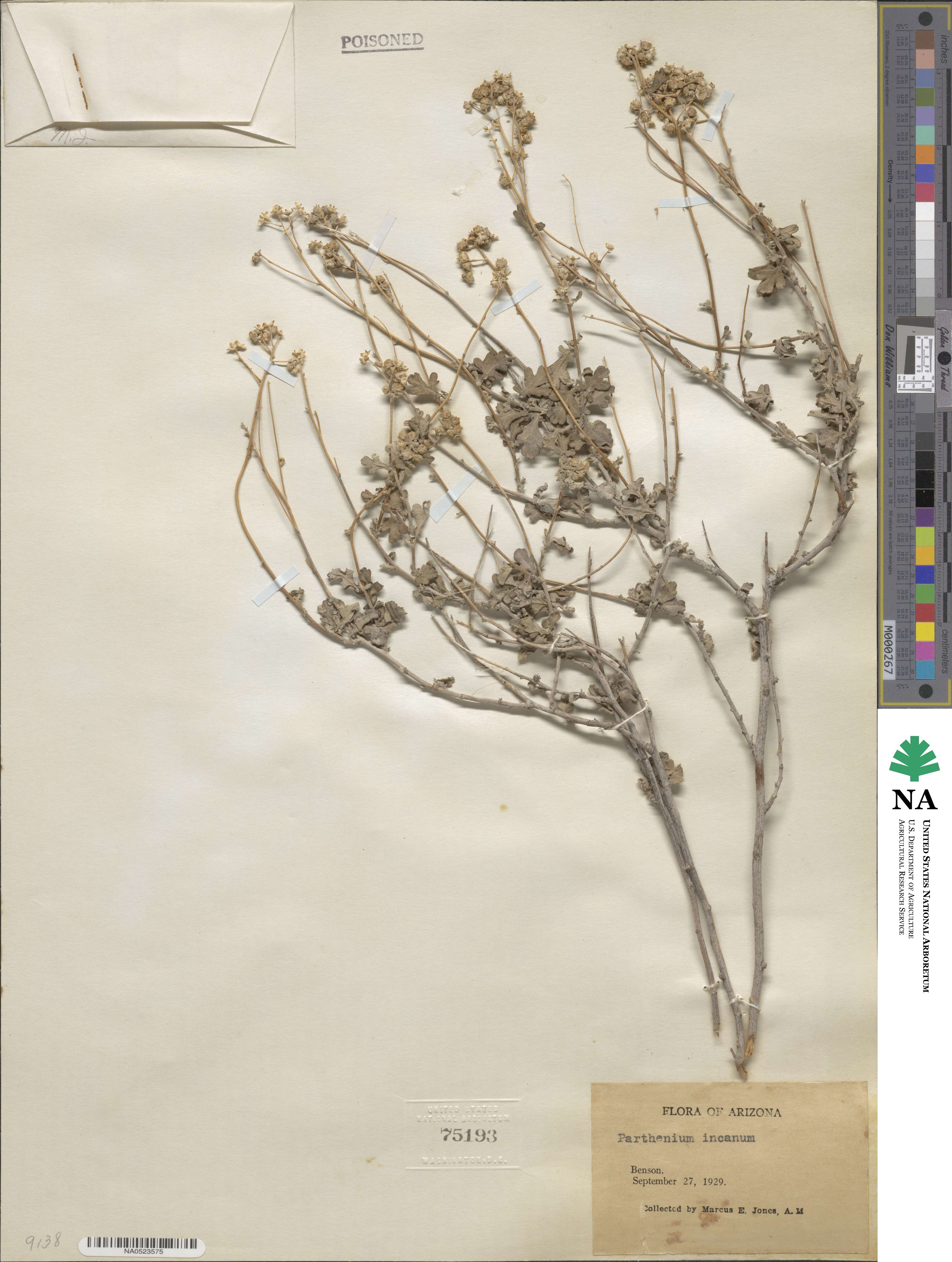 Parthenium incanum image