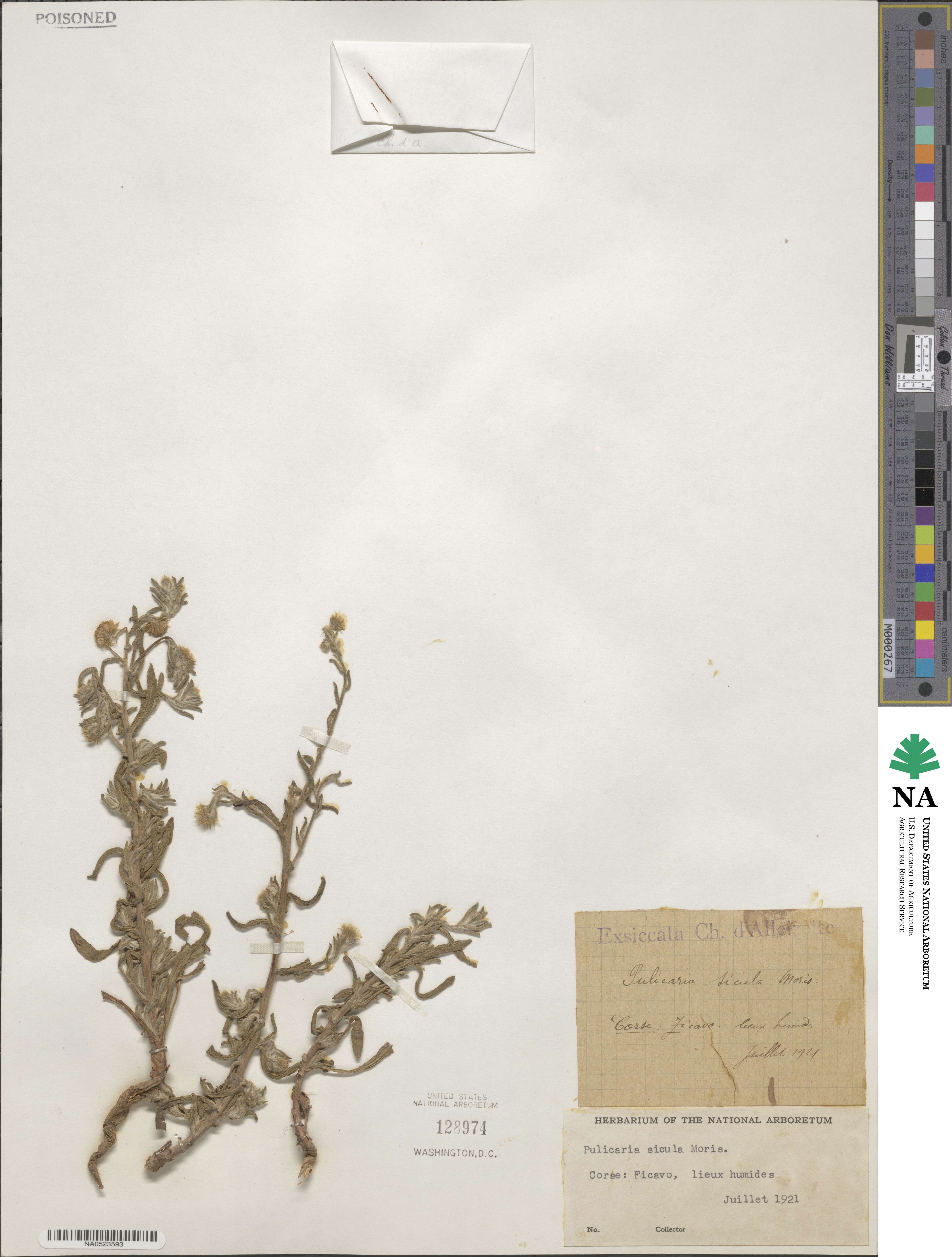 Pulicaria sicula image