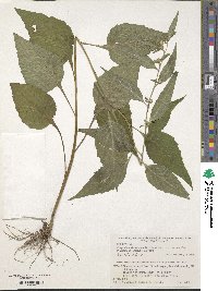 Carpesium divaricatum var. abrotanoides image