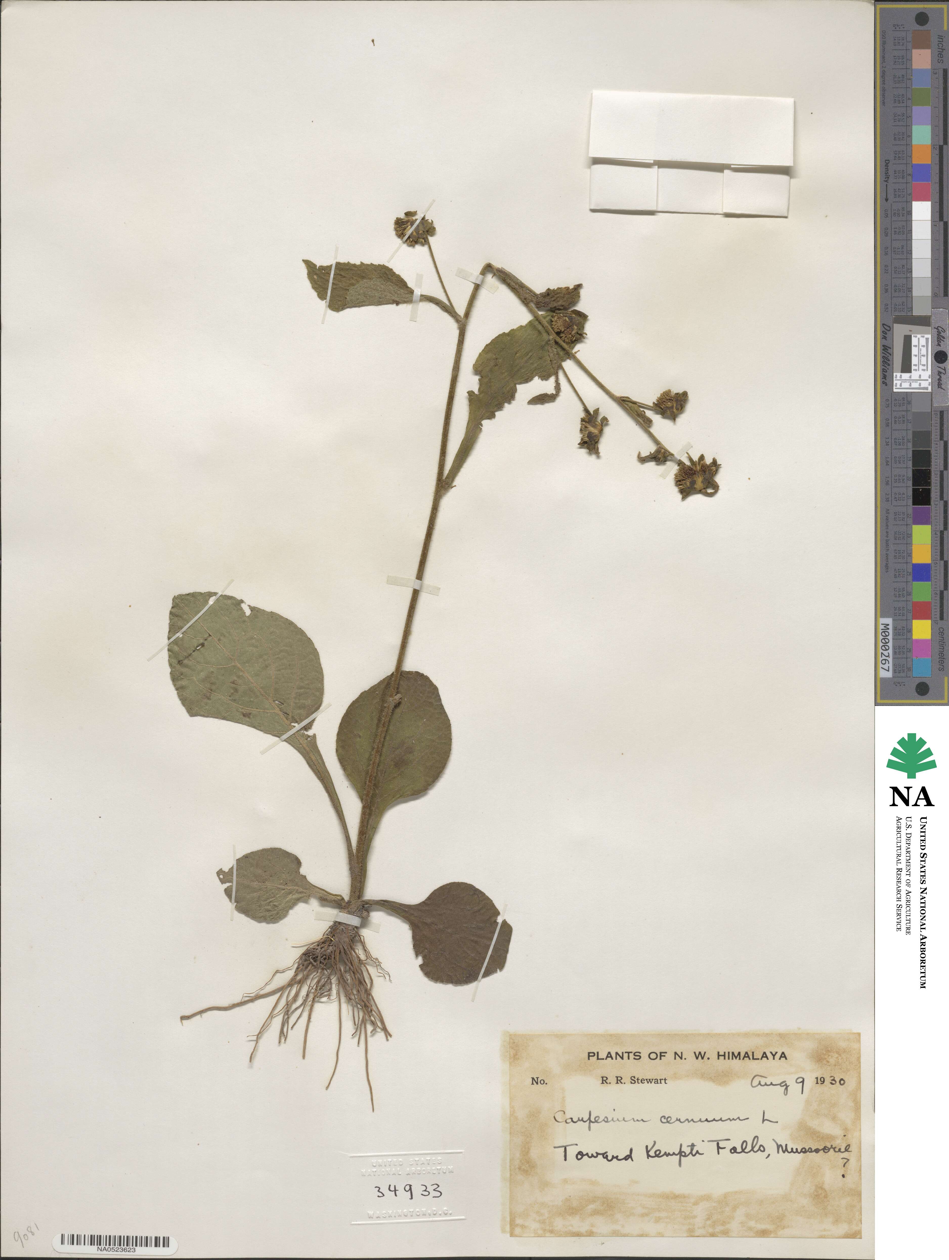 Carpesium cernuum image