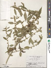 Carpesium abrotanoides image