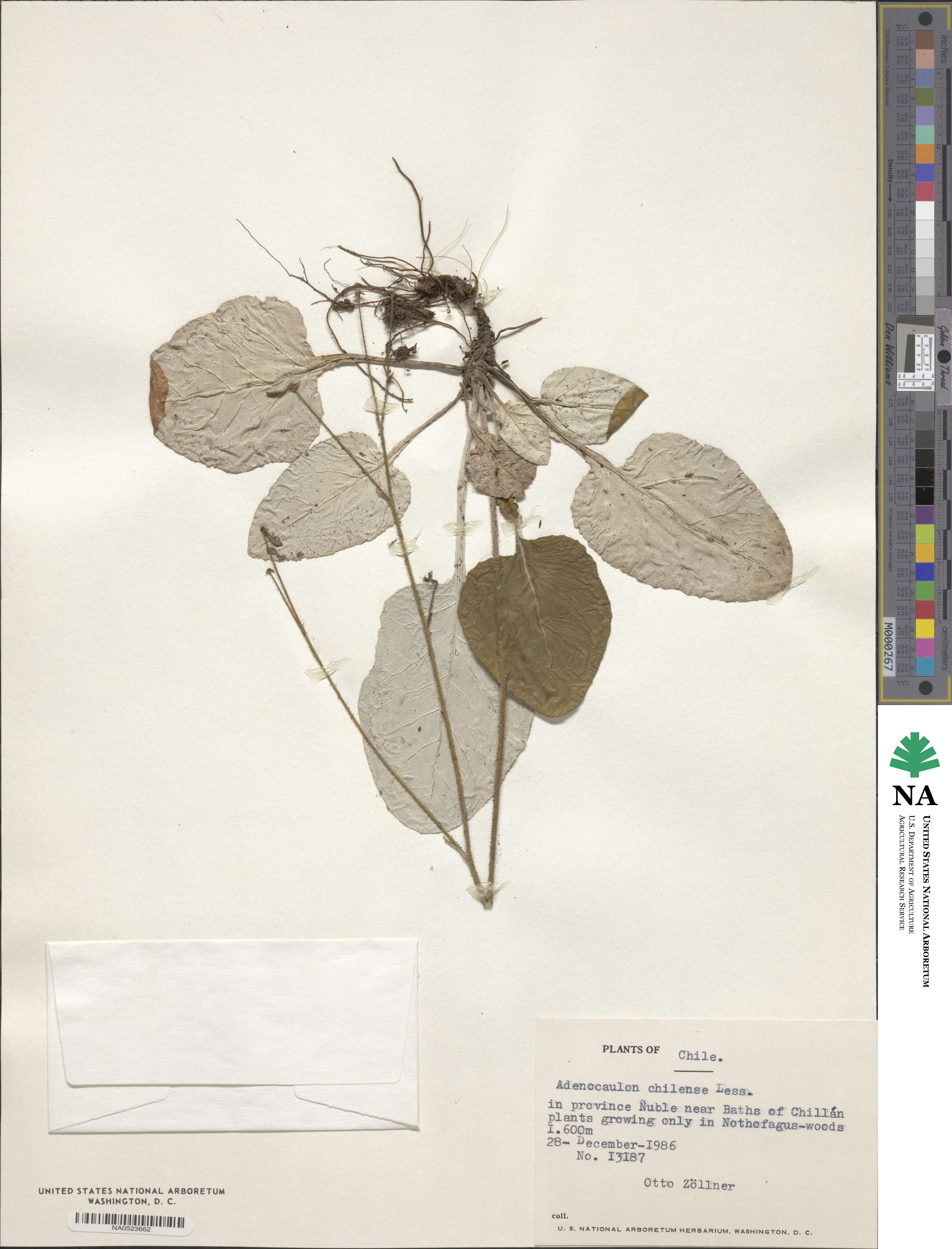 Adenocaulon chilense image