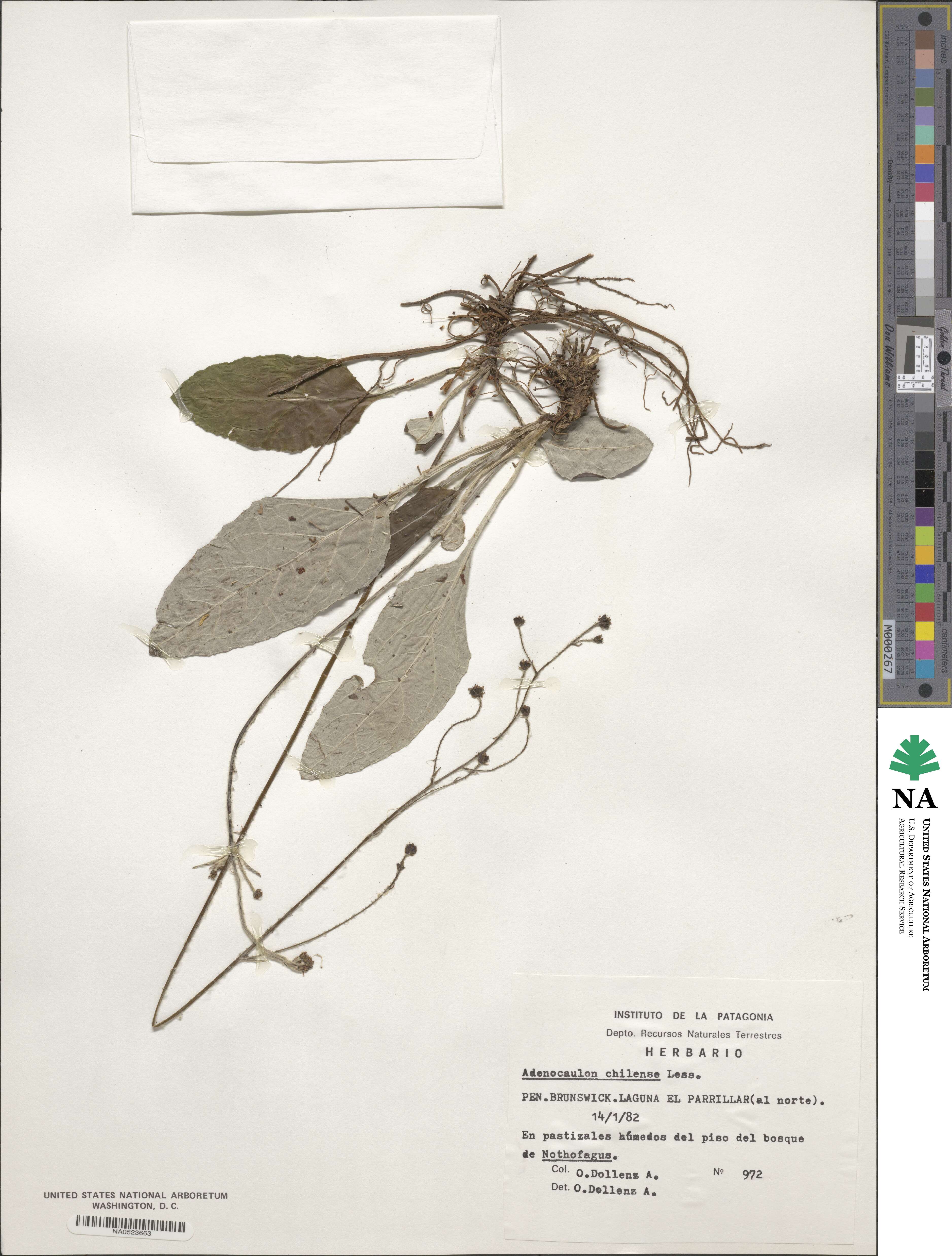 Adenocaulon chilense image