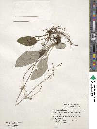 Adenocaulon chilense image