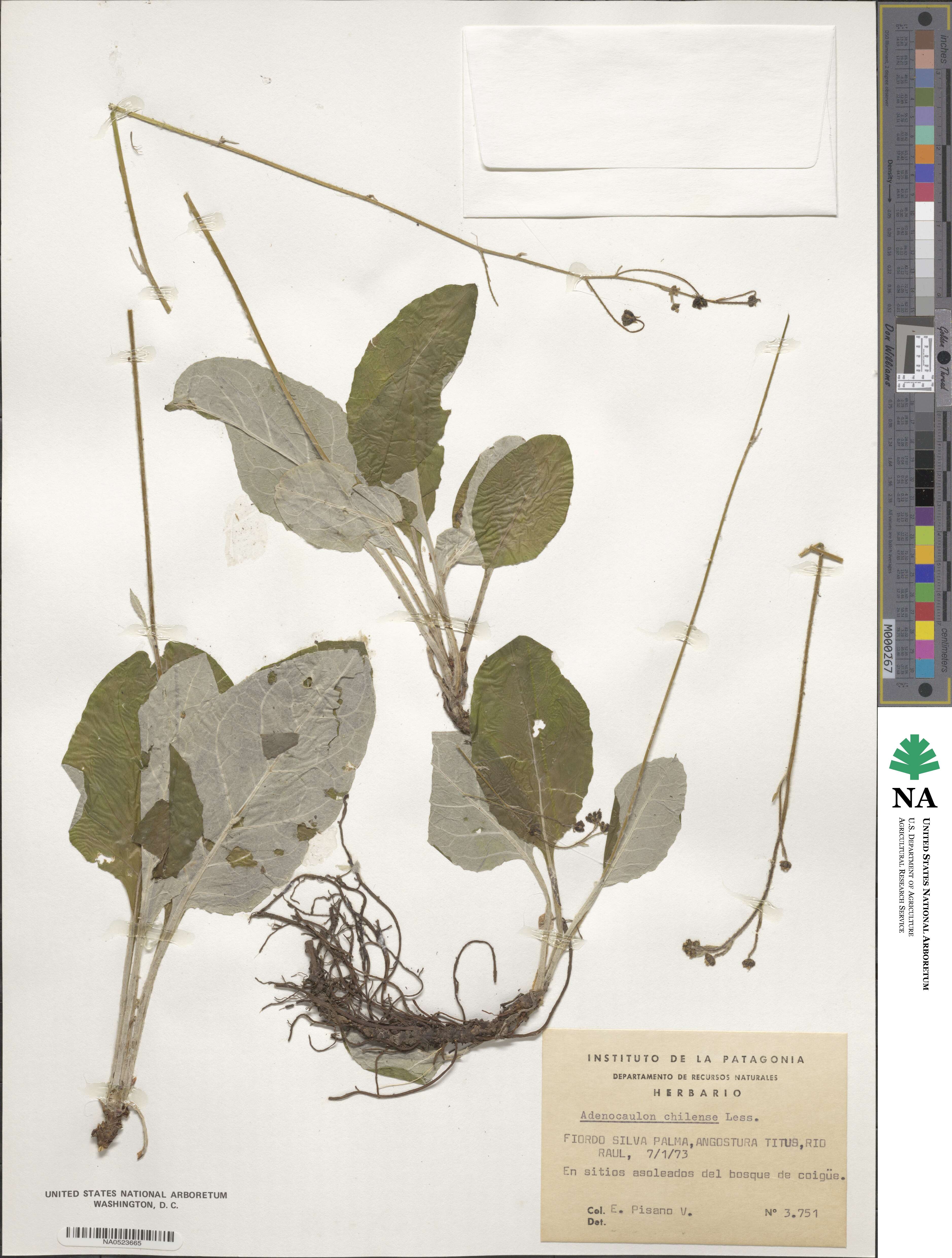Adenocaulon chilense image