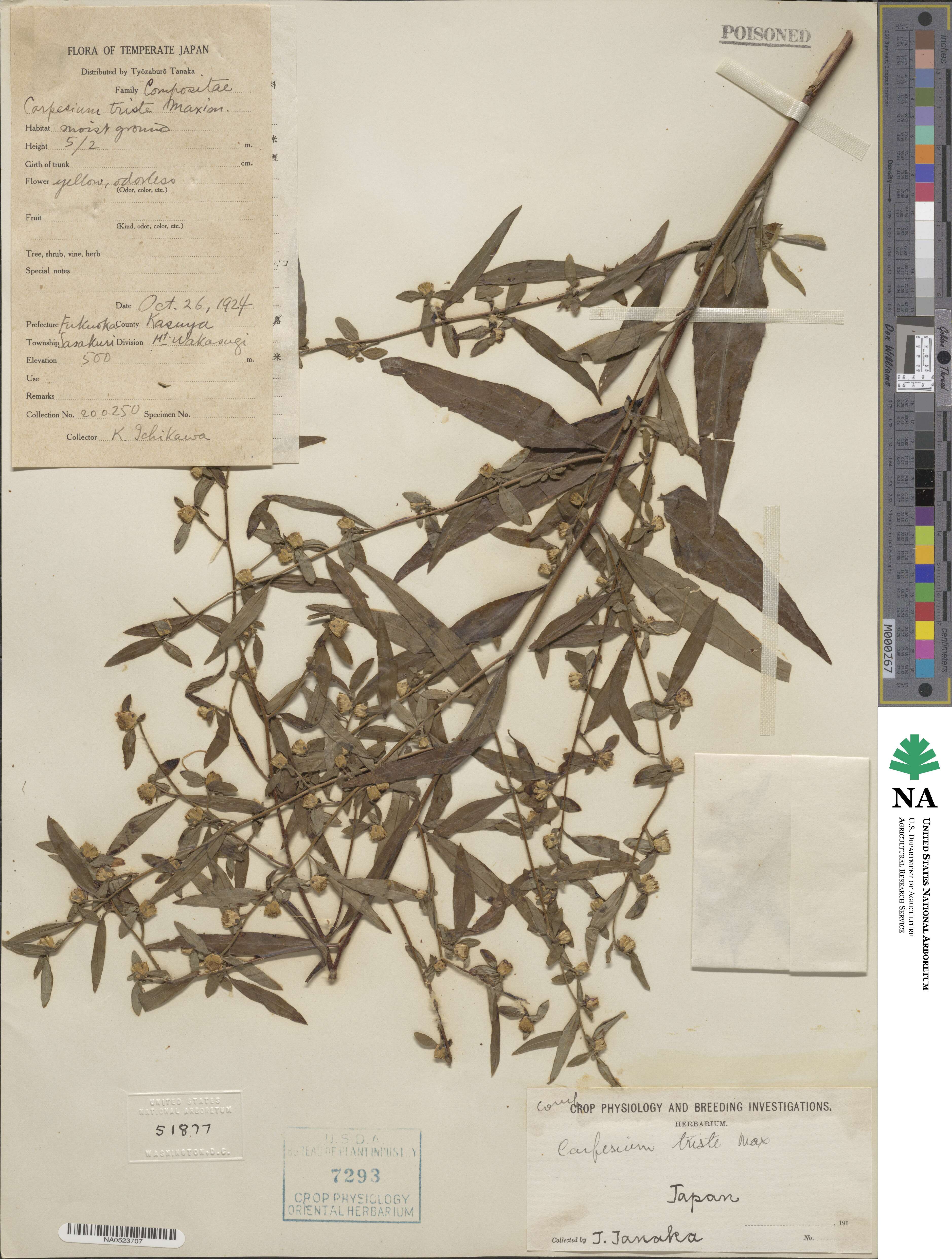 Carpesium triste image