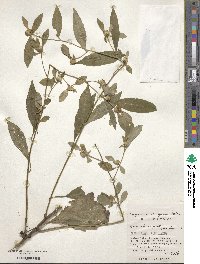 Carpesium divaricatum var. abrotanoides image