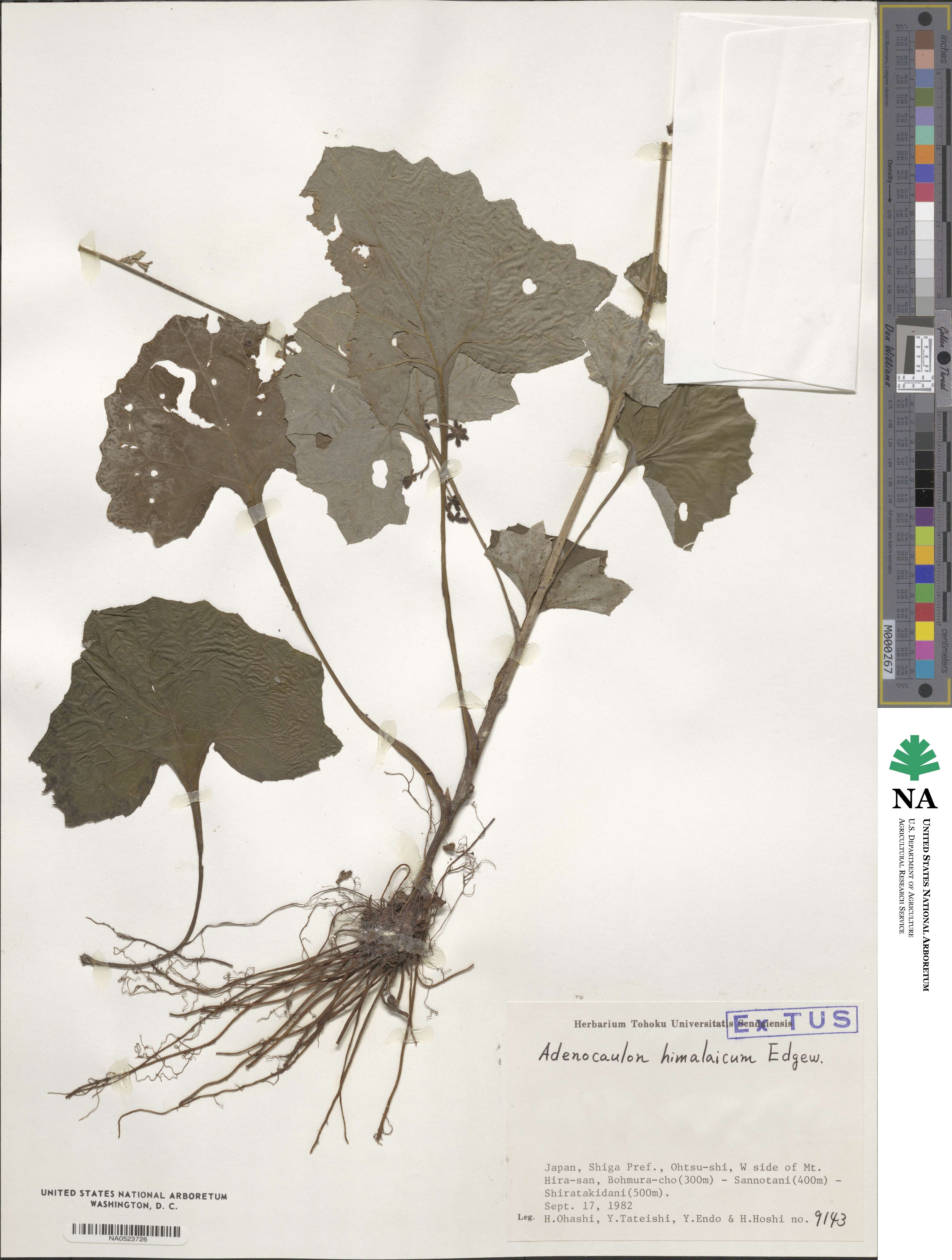 Adenocaulon himalaicum image