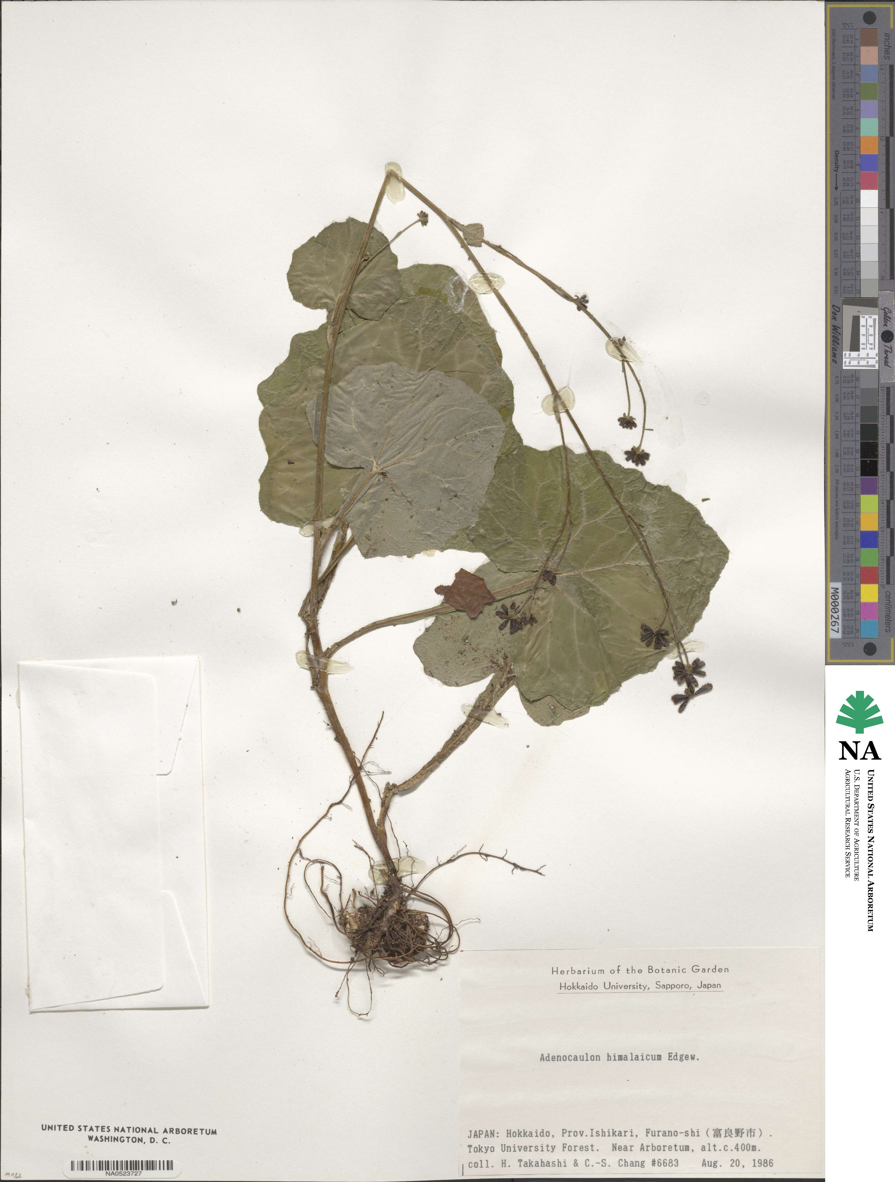 Adenocaulon himalaicum image