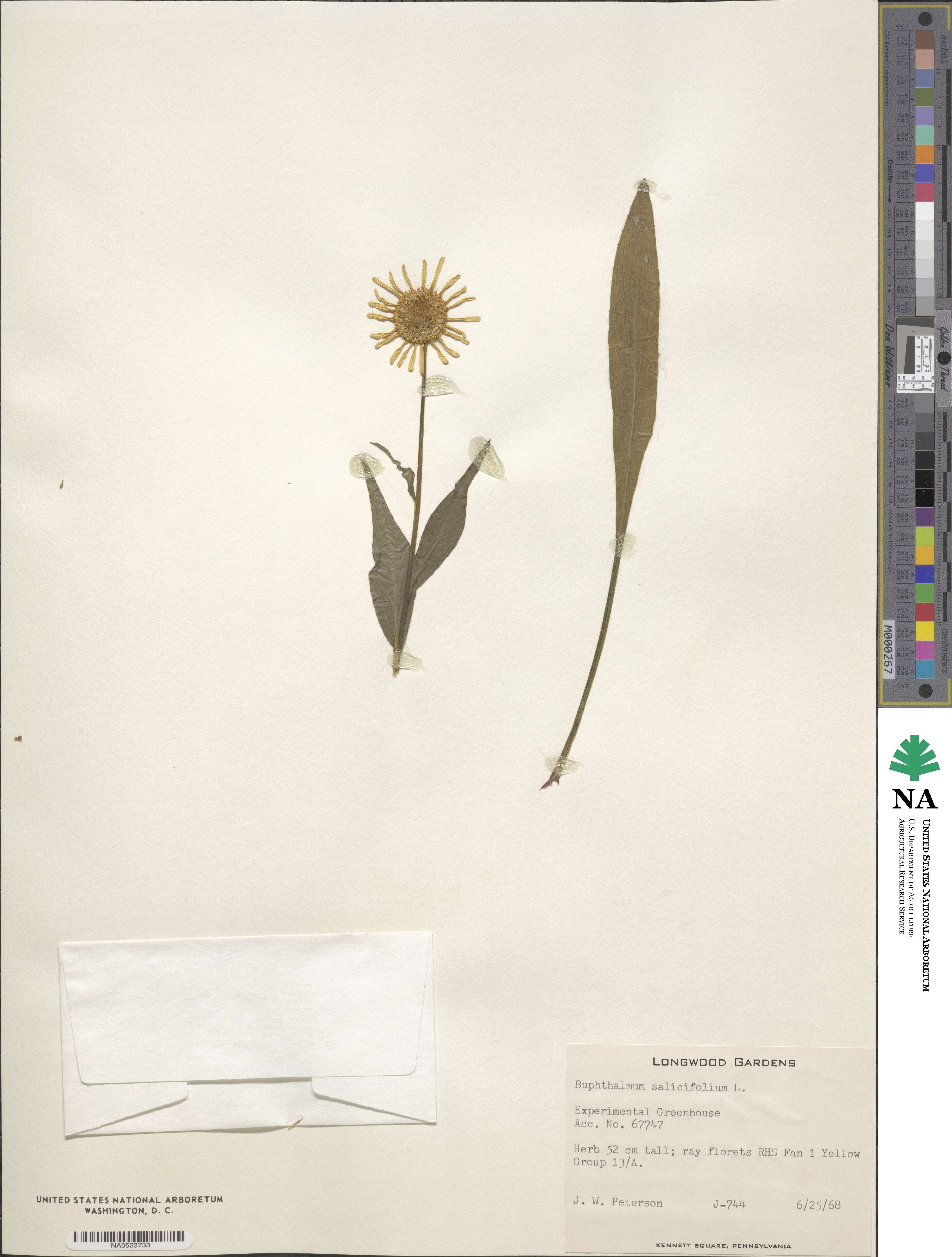 Buphthalmum salicifolium image