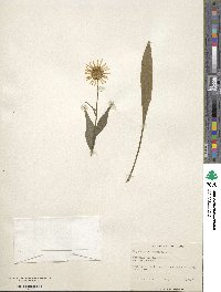 Image of Buphthalmum salicifolium