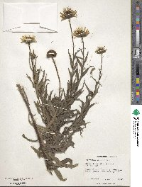 Buphthalmum salicifolium image